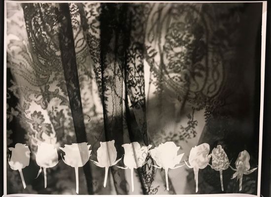 Mai-Almoataz,-Nine-Roses,-Gelatin-Silver-print,-Warmtone-fiber,-50x60cm,-2017