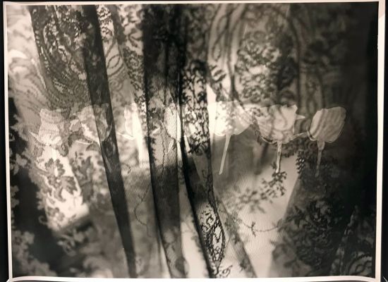 Mai-Almoataz,-Seven-Roses,-Gelatin-Silver-print,-Warmtone-fiber,-50x60cm,-2017