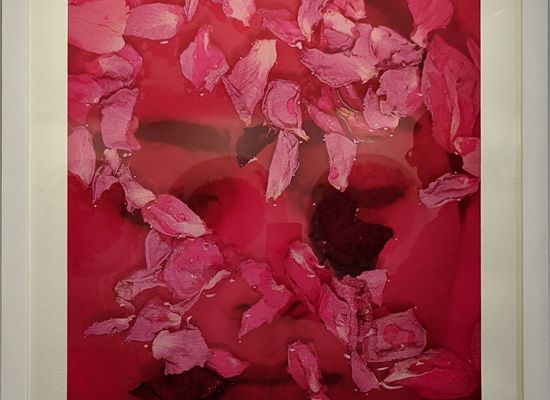 Nazar Yahya / Flower of Chemistry, 66 x 46cm, Prints on Fine Art Paper, 2012